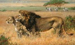 O血型君能否绝处逢生