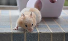 AB型血属鼠人的人际关系