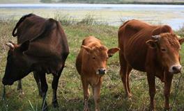 B型血属牛人的人际关系