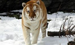 B型血属虎人的人际关系