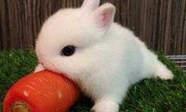 AB型血属兔人的人际关系