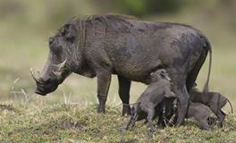 AB型血属猪人的人际关系