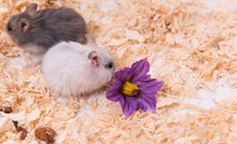 AB血型君不愿让人碰的东西