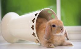 B型血的人学习能力的强不强？