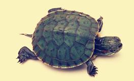 B型血买东西是不是最会砍价？