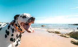 梦见自己身体不好