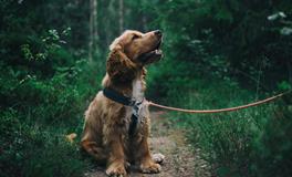 周公解梦梦见女儿死了