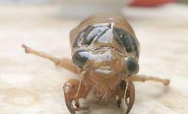 AB血型的人最能撒谎吗？