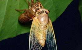 AB型狮子座的人不适合早婚吗