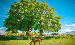 OSAMA天蝎座2018年8月运势