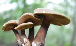 O型血属兔的人最有前途吗？