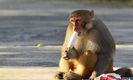 A型血属猴的人最有前途吗？