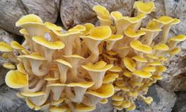 AB型血属狗的人最有前途吗？