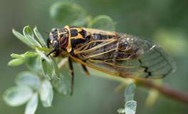 AB血型人的典型素质