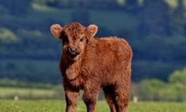 羲邑师姐生肖牛一周运势（8.6-8.12）