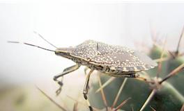 天蝎座最怕什么动物