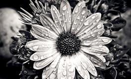 梦见死去的同学是什么意思