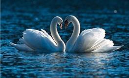 天秤座代表的动物