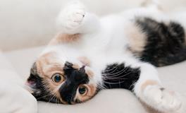 梦见小猫是什么意思