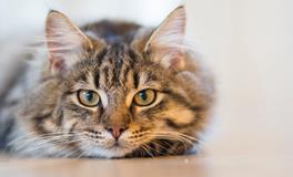 梦见被猫挠预示着什么