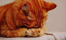 女人梦到猫死了