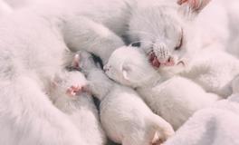 做梦梦到小猫是什么意思