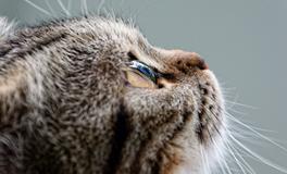 梦见猫是什么意思啊