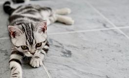 梦到好多猫是什么意思