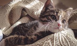 做梦梦到好几只猫