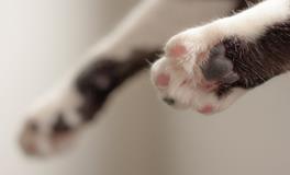 孕妇梦到两个猫