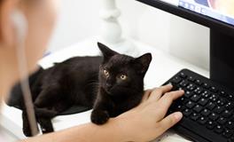 梦到好多只小猫