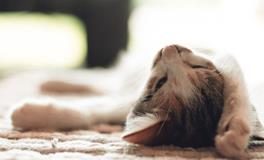 女人梦到好多猫