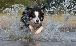 梦见狗预示着什么