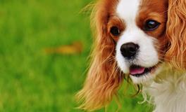 梦见死狗预示着什么