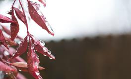 做梦梦到大水是什么意思