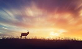 1957年属鸡的是什么命