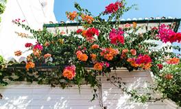 梦到死人很多血