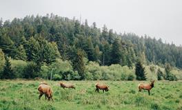 女人梦到老鼠跳到身上