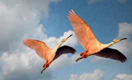 梦见踩死老鼠是什么意思