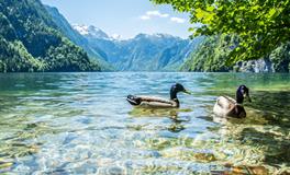 孕妇梦见打老鼠