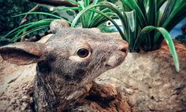 梦见家里有老鼠是什么意思