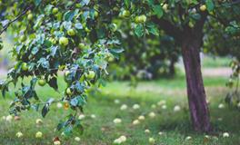 梦见家里好多老鼠