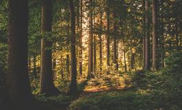 梦见打死很多老鼠