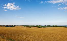 女人梦到一只黑老鼠