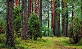 女人做梦梦到蛇和老鼠