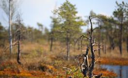 梦见双棺材是什么意思