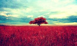 生肖鸡今年几岁，2018年属鸡的人今年几岁