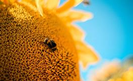 属马白羊座男生性格