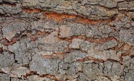 梦到屎是什么意思