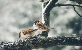 属猪水瓶座男生性格